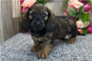 Odette - Dachshund, Mini for sale