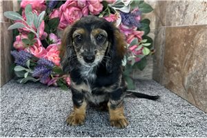 Olivia - Dachshund, Mini for sale