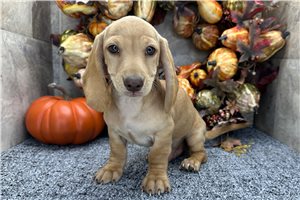 Foster - Mini Dachshund for sale