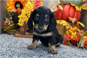 Gretel - puppy for sale
