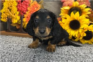 Hendrix - Mini Dachshund for sale