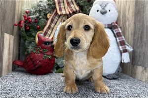 Shelton - puppy for sale