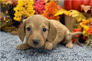 Heidi - puppy for sale
