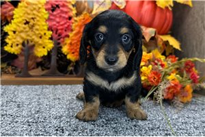 Gordy - puppy for sale