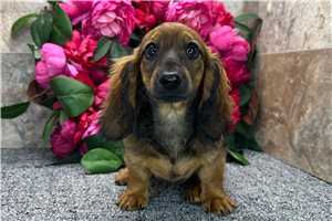 Odette - Dachshund, Mini for sale