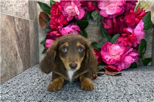 Nelly - Dachshund, Mini for sale