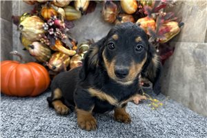 Hendrix - Mini Dachshund for sale