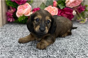 Lily - Tweenie Dachshund for sale