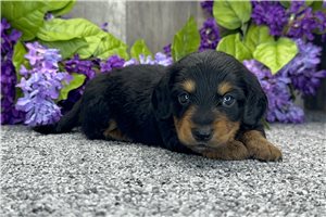 Notch - Dachshund, Mini for sale