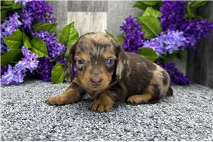 Nick - Dachshund, Mini for sale