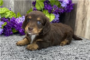 Nelly - Dachshund, Mini for sale