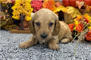 Henry - puppy for sale