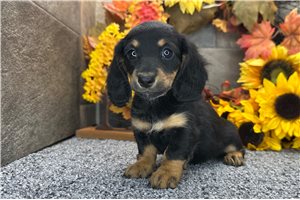 Gretel - Mini Dachshund for sale