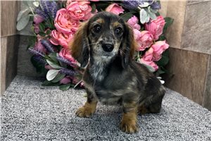 Olivia - Dachshund, Mini for sale