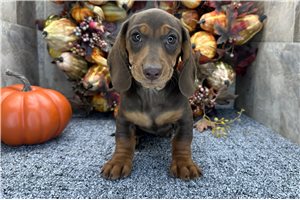Freda - Mini Dachshund for sale