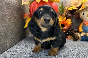 Hendrix - Mini Dachshund for sale