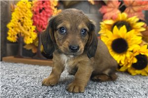 Heaven - Mini Dachshund for sale