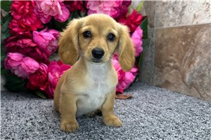 Nayla - Dachshund, Mini for sale
