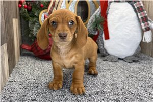 Seema - puppy for sale