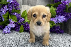 Nayla - Dachshund, Mini for sale