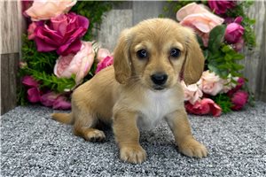 Nayla - Dachshund, Mini for sale