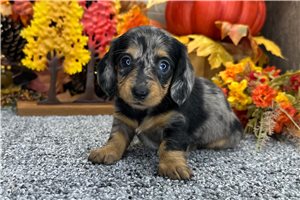 Helda - Mini Dachshund for sale