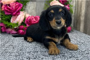 Notch - Dachshund, Mini for sale