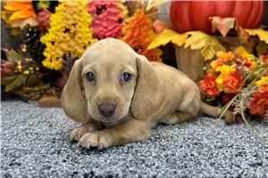 Foster - puppy for sale