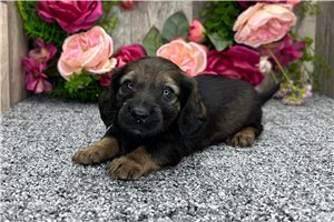 Liam - puppy for sale