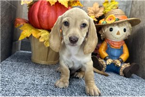 Foster - Mini Dachshund for sale