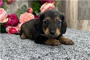 Lucy - puppy for sale