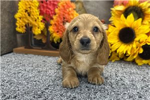Henry - Mini Dachshund for sale