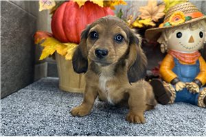 Heaven - Mini Dachshund for sale