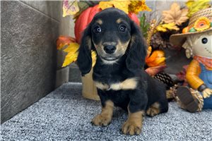 Gretel - Mini Dachshund for sale