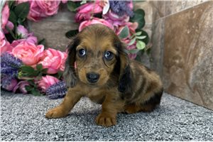 Dibby - Dachshund, Tweenie for sale