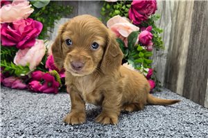 Thomas - puppy for sale
