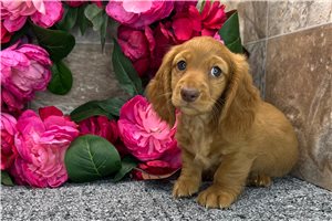 Thomas - Dachshund for sale
