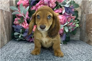 Teddy - Dachshund, Tweenie for sale