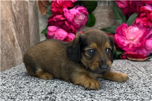 Davis - Dachshund for sale