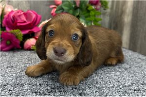 Teddy - puppy for sale