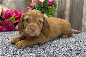 Terra - Dachshund for sale