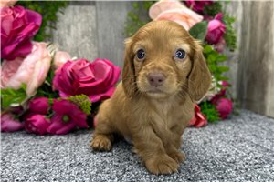 Theo - puppy for sale
