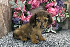 Dido - puppy for sale