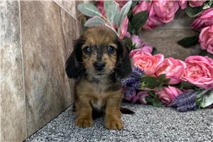Dave - Dachshund, Tweenie for sale