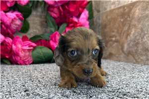Dibby - Dachshund for sale