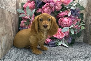 Thomas - Dachshund, Tweenie for sale