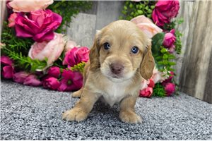 Thornton - puppy for sale
