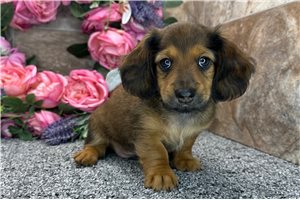 Davis - Dachshund for sale