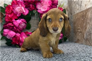 Teddy - Dachshund for sale