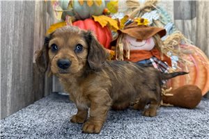 Sherwood - puppy for sale